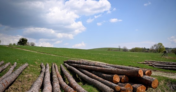 "Czasy taniego drewna skończyły się bezpowrotnie" - powiedział w Sejmie wiceminister klimatu i środowiska Edward Siarka. Zapowiedział też, że firmy, które kupują drewno po niższych cenach w kraju i sprzedają je drożej za granicą, stracą preferencje.