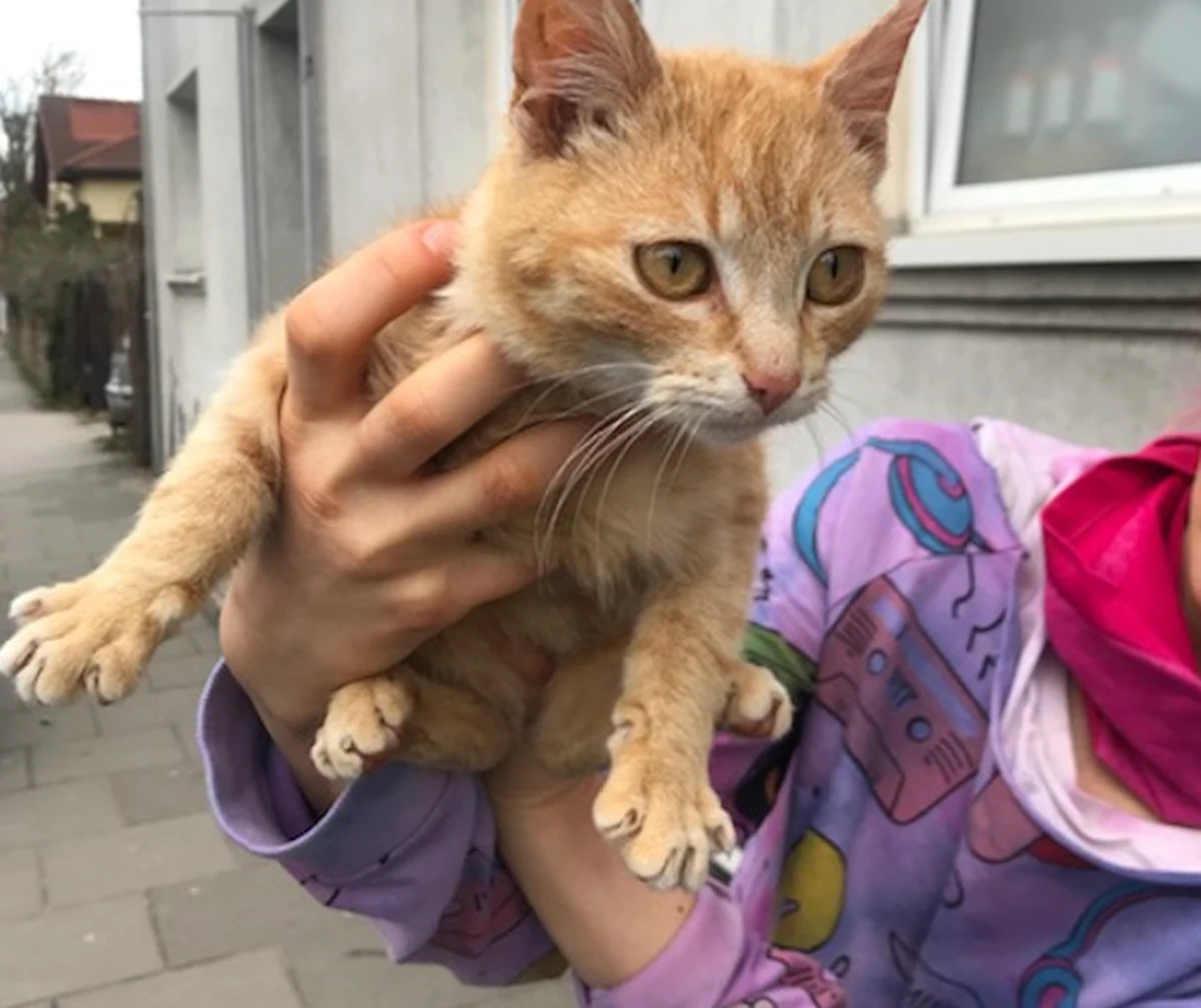 Godzina policyjna dla kotów nie podoba się części mieszkańców powiatu Walldorf w Badenii-Wirtembergii w południowo zachodnich Niemczech. Decyzją mówiącą o tym, że w tej okolicy koty muszą być zamknięte w domach aż do końca sierpnia może wkrótce zająć się sąd.