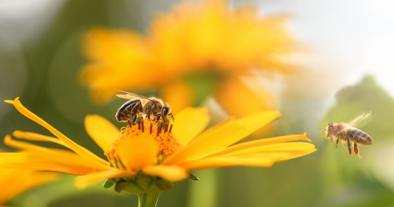 2 mln zł na zakup pokarmu dla pszczół przekaże pszczelarzom z Wielkopolski samorząd województwa. Władze regionu planują również stworzenie demonstracyjnych pasiek, w których organizowane byłyby zajęcia dla młodzieży i seniorów.

