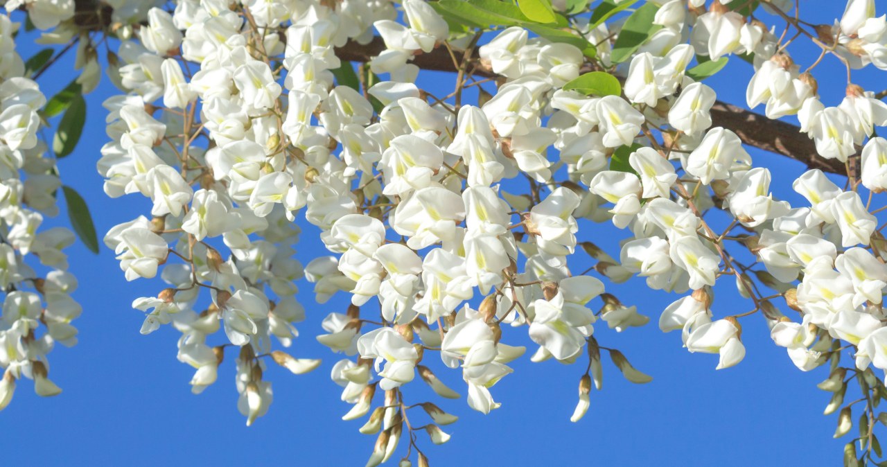 Polacy sadzili ją na potęgę. Eksperci ostrzegają i radzą wycinkę