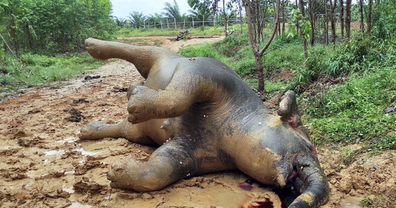Mająca niedługo rodzić słonica została znaleziona martwa w okolicy plantacji palm w prowincji Riau w środkowej Sumatrze. Podejrzewa się celowe otrucie - przekazały indonezyjskie władze.