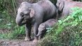 Rajskie życie dzikich słoni