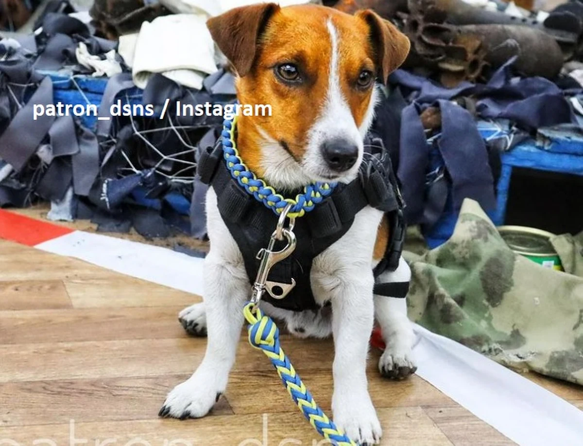 Patron - pies, który razem z pirotechnikami z Czernihowa oczyszcza teren z pozostawionych przez Rosjan ładunków wybuchowych - został doceniony podczas festiwalu w Cannes. Jak informuje Państwowa Agencja Ukrainy ds. Kinematografii, czworonożny saper otrzymał specjalną nagrodę Palm Dog.