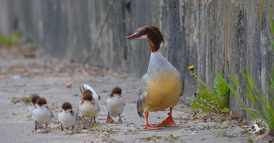 /Fb Zarząd Zieleni Warszawy /