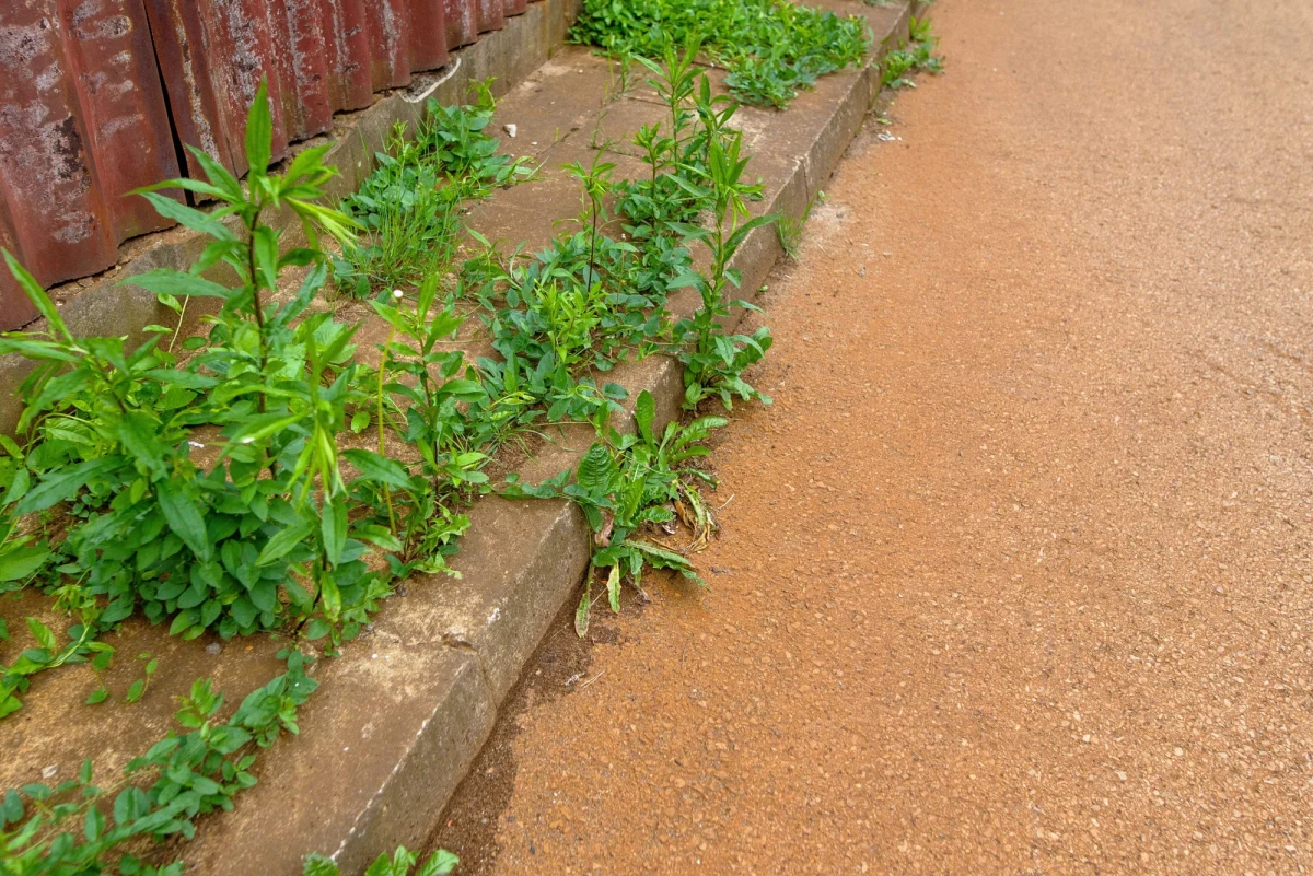 Ulicę Senatorską w Zawierciu w woj. śląskim pokrył rdzawo-czerwony pył z odlewni produkującej żeliwne złączki. Mieszkańcy boją się o swoje zdrowie i protestują. "Stop dla odlewni. Zatruwa ludzi" – baner tej treści zawisł na ulicy Senatorskiej. 