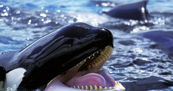 W Sekwanie utknęła orka. Ssak nie może znaleźć drogi powrotnej do oceanu. Francuscy naukowcy podejrzewają, że orka jest chora i chcą jej pomóc. Naprowadzić ją mają wypuszczane nagrania śpiewu jej pobratymców.  