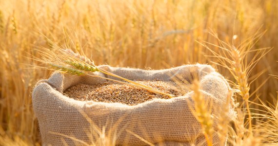 Nowe zdjęcia satelitarne pokazują, że rosyjski frachtowiec pełen zboża, które miało zostać skradzione z ukraińskich farm, przybył do syryjskiego portu Latakia – informuje CNN. To jego druga taka podróż w ciągu czterech tygodni. Na statku może być ok. 30 tys. ton zboża. 