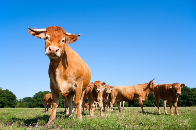 Stado byków uciekło z gospodarstwa. Trwa pogoń za zwierzętami