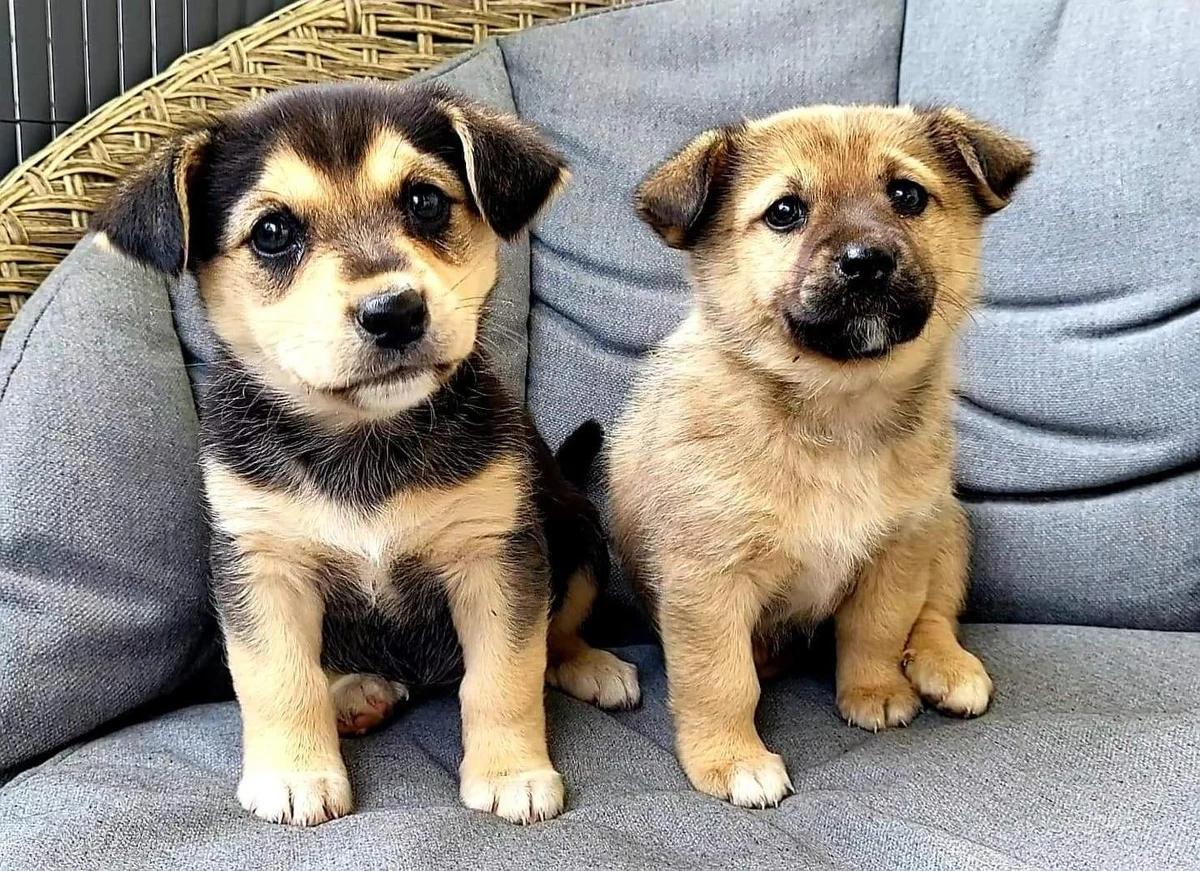 "Nie stać nas już na pomaganie. Brakuje nam już środków na wszystko" - od tych słów zaczyna się dramatyczny wpis na Facebooku opolskiego Towarzystwa Opieki nad Zwierzętami. Organizacja prosi o pomoc finansową. Na jej koncie bankowym zostało niespełna 900 zł. Tymczasem samo leczenie zwierząt pochłania miesięcznie około 20 tys.