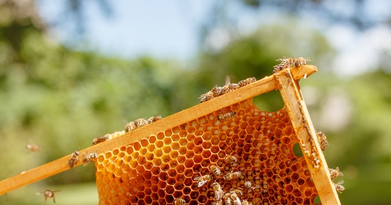 Policjanci ustalają tożsamość sprawcy lub sprawców, którzy w miniony weekend zniszczyli 120 uli ustawionych w polu w miejscowości Łubie pod Tarnowskimi Górami. Zginęło wiele pszczół, straty oszacowano na 100 tys. zł.

