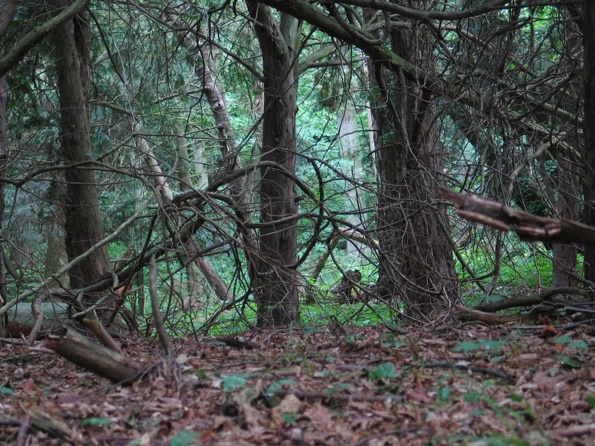 Przerażone i zdezorientowane nastolatki, które zabłądziły w lesie, pomógł odnaleźć policjant po służbie. Dwie 13-letnie mieszkanki gminy Osieczna (pow. stargardzki, woj. pomorskie) wybrały się na wieczorny spacer po Borach Tucholskich, odnaleziono je 3 km od najbliższej miejscowości.