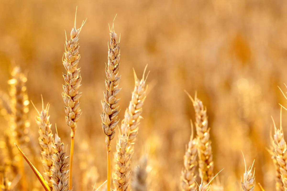 Rosjanie nielegalnie wyeksportowali blisko 500 tys. ton zboża z okupowanych przez siebie terenów Ukrainy. Poinformował o tym wiceminister rolnictwa Taras Wysocki.