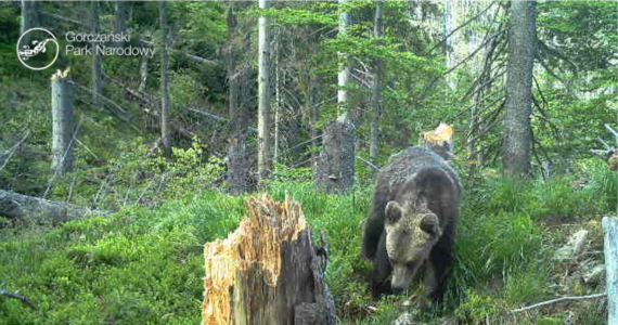 Do Gorczańskiego Parku Narodowego zawitał niedźwiadek. W mediach społecznościowych opublikowano jego zdjęcie.  Fotografię wykonała zainstalowana na parku terenie foto-pułapka.