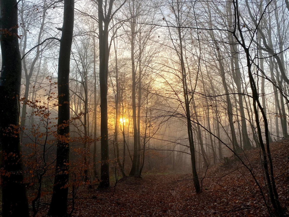 Regionalna Dyrekcja Lasów Państwowych w Gdańsku przeprowadzi oprysk lasów na dużą skalę. Do końca czerwca na terenie nadleśnictw: Kaliska, Kościerzyna, Lipusz, Lubichowo będą wykonywane opryski lotnicze. To zabieg ratowniczy przeciwko brudnicy mniszce.
