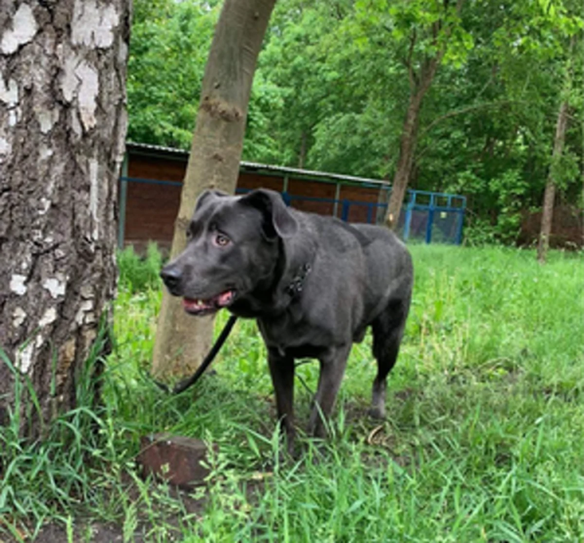 Do trzech lat więzienia grozi 24-latkowi, który nieopodal schroniska dla zwierząt w Płocku, przywiązał do drzewa swojego 10-miesiecznego psa i pozostawił go bez dostępu do jedzenia i wody. Zwierzęciem zajęli się pracownicy schroniska.

