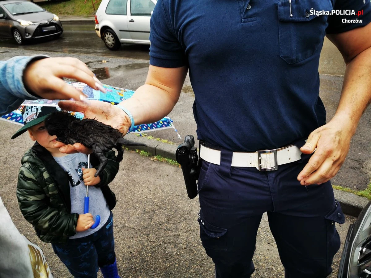 Mundurowi z Chorzowa uratowali trzy kocięta, które utknęły w komorze silnika. Zdjęcia ocalonych zwierzaków opublikowano na policyjnej stronie.