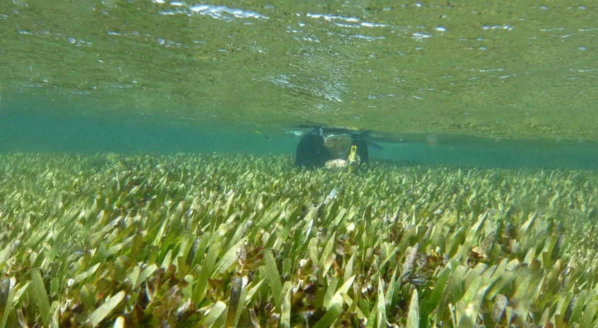 Z jednego ziarenka w ciągu 4,5 tysiąca lat wyrosła największa roślina na świecie. Rozciąga się na powierzchni 200 km kwadratowych dna oceanu w zachodnich wybrzeży Australii. 