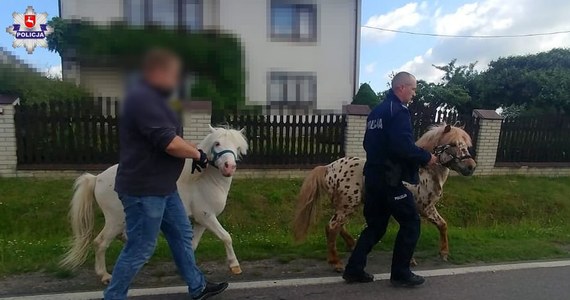 Na niecodzienny widok trafili policjanci z Kraśnika na Lubelszczyźnie. Przed radiowóz wybiegły im nagle dwa kucyki. Zwierzęta galopowały ulicą i chodnikiem. Funkcjonariusze bezpiecznie odstawili niesforne kucyki do właściciela. 