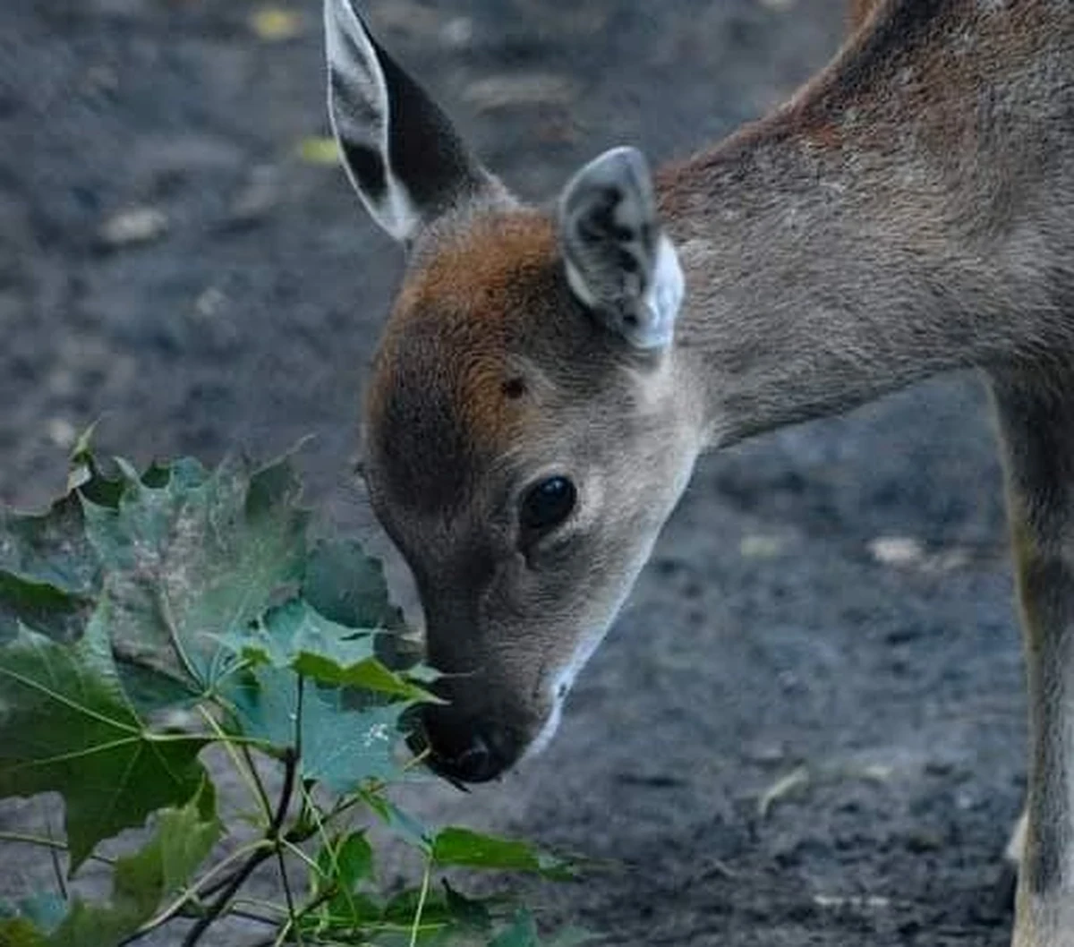 Z okazji Dnia Dziecka warszawski ogród zoologiczny pochwalił się fantastyczną wiadomością. Tej wiosny na świat przyszły 3 samiczki jeleni sika - przedstawicielki gatunku - jelenia wietnamskiego, który już nie występuje w naturze.
