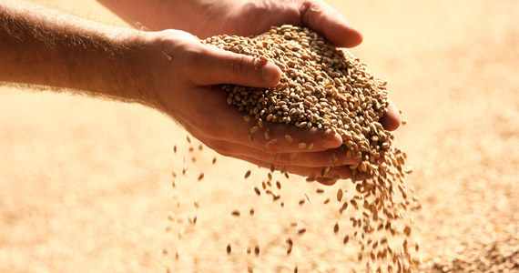 Produkcja pszenicy w Ukrainie spadnie o 40 proc. w sezonie 2022/2023 - podał Ukraiński Związek Zbożowy (UGA), stowarzyszenie zrzeszające ukraińskich producentów i eksporterów zbóż. Eksport pszenicy, z powodu rosyjskiej agresji, ma spaść o 50 proc. 
