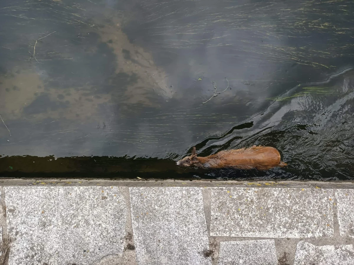 Szczęśliwie zakończyła się akcja ratowania koziołka, który wpadł do kanału Raduni. Zwierzęciu pomogli strażacy oraz strażnicy miejscy.