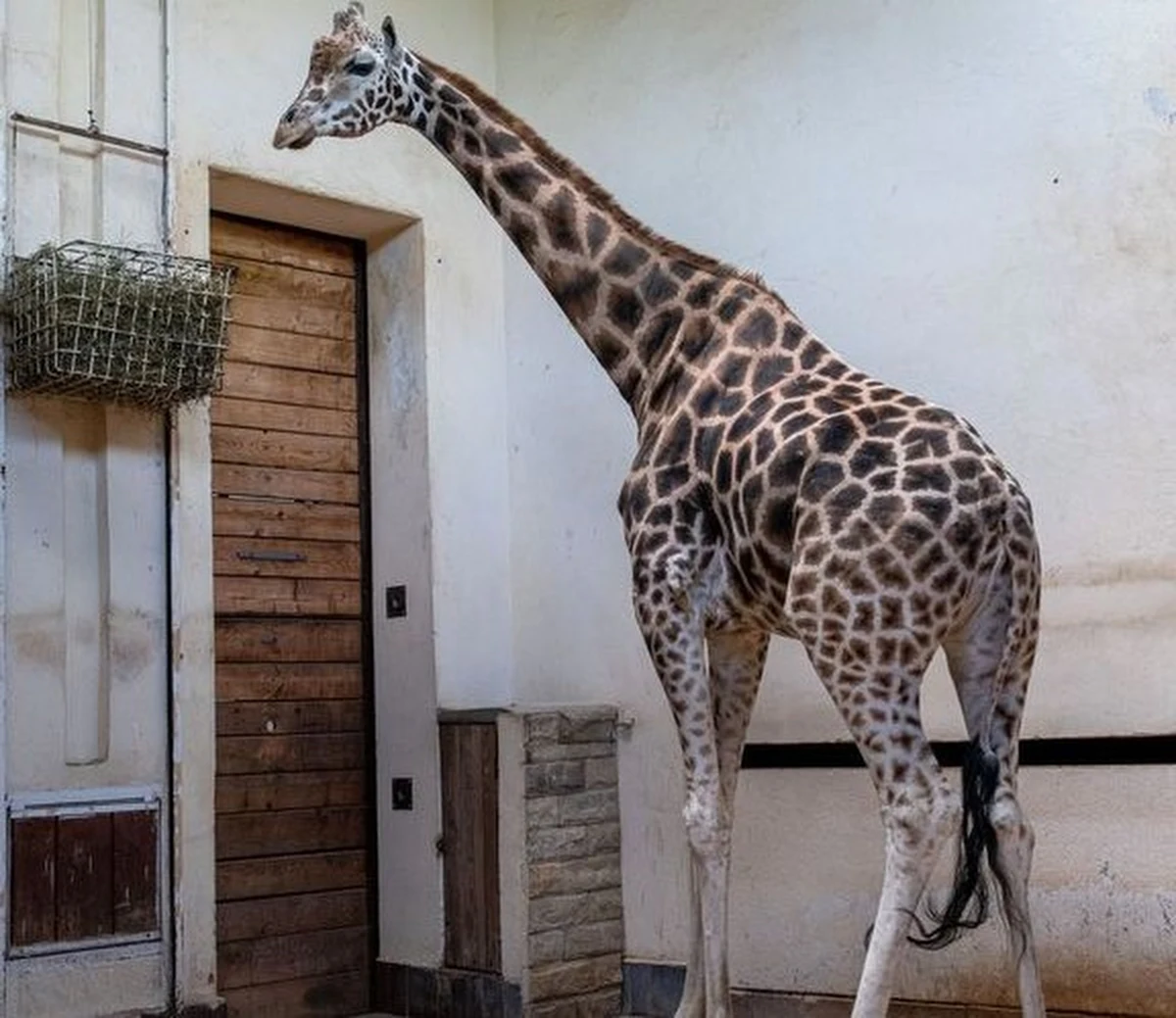 Nazywa się Kito ma prawie 5 metrów wysokości i waży ponad tonę. Samiec żyrafy Rothschilda przyjechał z Belgii do łódzkiego ogrodu zoologicznego. Kito ma 10 lat i będzie towarzyszem dla dwóch samic Liry i Uzuri.