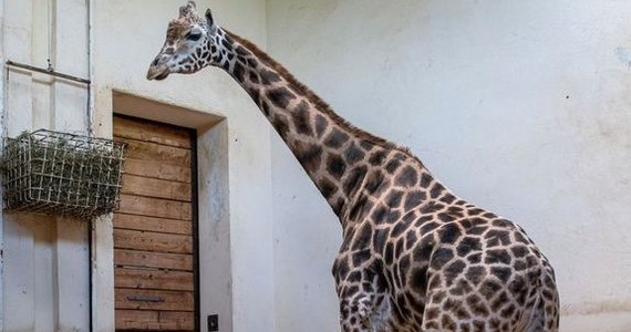 Nazywa się Kito ma prawie 5 metrów wysokości i waży ponad tonę. Samiec żyrafy Rothschilda przyjechał z Belgii do łódzkiego ogrodu zoologicznego. Kito ma 10 lat i będzie towarzyszem dla dwóch samic Liry i Uzuri.