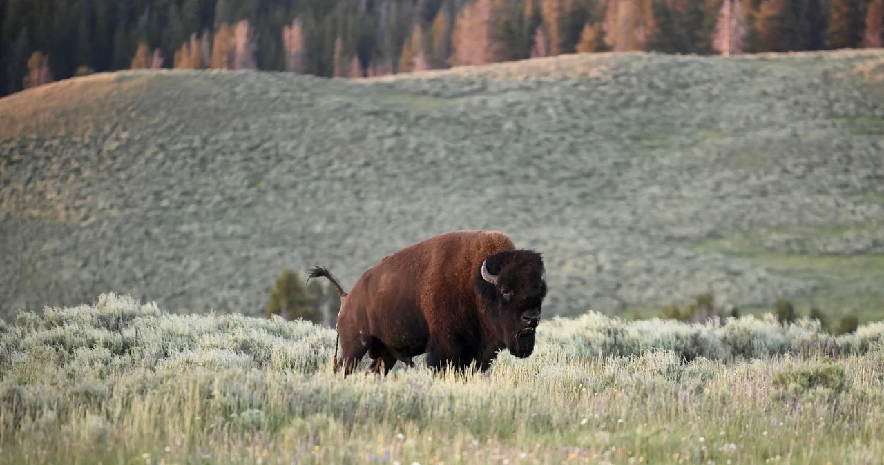  Turysta kopnął bizona w słynnym parku narodowym. Gorzko tego pożałował