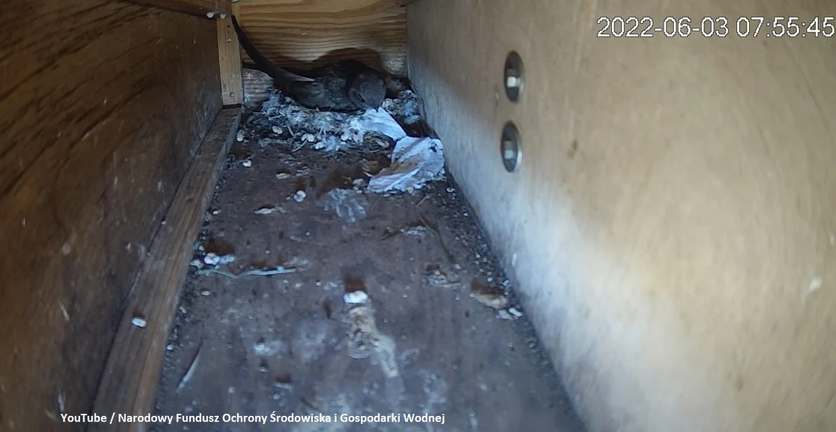 Na dachu siedziby Narodowego Funduszu Ochrony Środowiska i Gospodarki Wodnej w Warszawie swoje gniazdo mają jerzyki. Transmisję z ich legowiska można zobaczyć na profilu Funduszu w mediach społecznościowych.