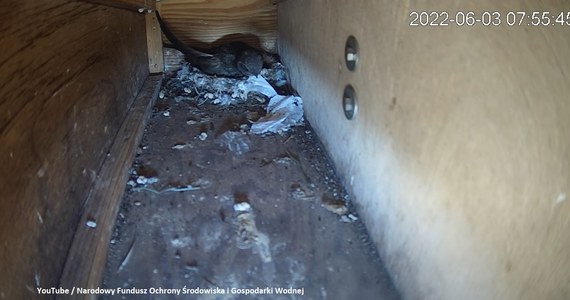 Na dachu siedziby Narodowego Funduszu Ochrony Środowiska i Gospodarki Wodnej w Warszawie swoje gniazdo mają jerzyki. Transmisję z ich legowiska można zobaczyć na profilu Funduszu w mediach społecznościowych.