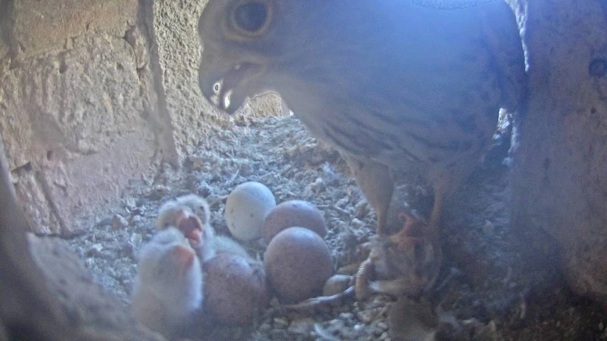 Pierwsze dwa pisklęta wykluły się w gnieździe, które znajduje się we wnęce gmachu Urzędu Miasta. Dzięki specjalnym kamerom, losy sokołów ze szczecińskiego magistratu można śledzić w Internecie.