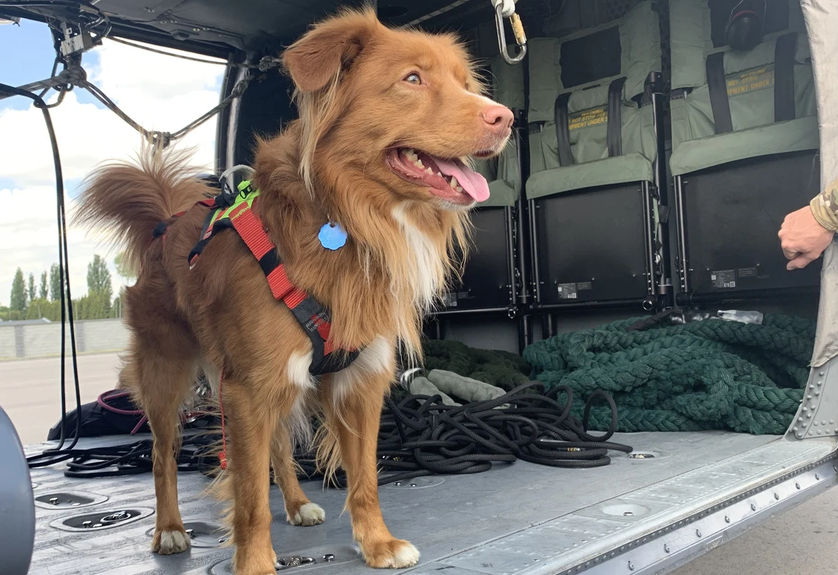 Lubelscy kontrterroryści zakończyli czterodniowe szkolenie taktyczno-wysokościowe. Na policyjnych obiektach szkoleniowych oraz nad Zalewem Zemborzyckim w Lublinie "komandosi" przy wykorzystaniu śmigłowca Black Hawk wspólnie z innymi służbami doskonalili umiejętności działania w różnych sytuacjach. Razem z funkcjonariuszami ćwiczył pies ratowniczy Arko.