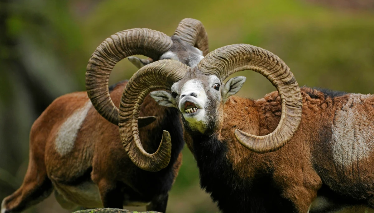 ​Muflony sprowadzane przez kółka łowieckie w Wielkopolsce bardzo szybko się rozmnażają i niszczą uprawy. Prawo łowieckie jednak nie zakłada odszkodowań za szkody spowodowane przez te zwierzęta. Stąd apel rolników w tej sprawie do Ministerstwa Klimatu i Środowiska.