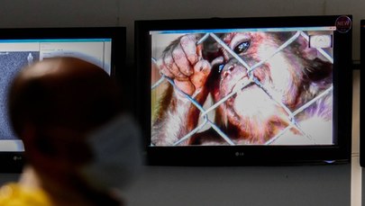 WHO: 780 przypadków małpiej ospy poza Afryką
