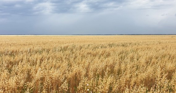 Turcia vrea să ajungă la un acord cu Rusia privind cerealele din Ucraina.  Zelensky are o altă idee
