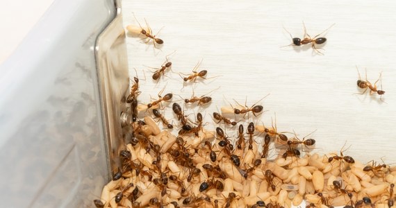 Australia zmaga się z plagę „żółtych szalonych mrówek”. Insekty atakują chmarami, spryskują ofiary kwasem, niszczą uprawy, i zabijają zwierzęta. Mogą poparzyć człowieka.