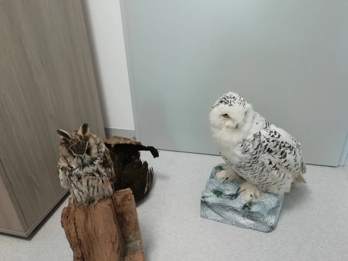 Sowa śnieżna, sowa uchata, sójka, cietrzew - to tylko niektóre okazy ptaków objętych ścisłą ochroną, które zostały przejęte przez podkarpacką policję od 45-latka prowadzącego nielegalny handel zwierzętami. Mężczyzna od dłuższego czasu zajmował się handlem internetowym spreparowanymi okazami chronionych ptaków.