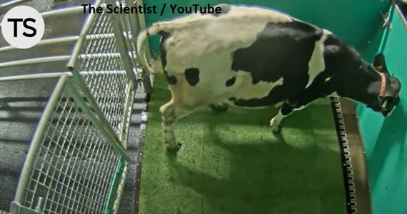 "Moo-Loo", czyli pierwsza na świecie krowia toaleta może zrewolucjonizować hodowlę bydła. Zwierzęta postanowili przeszkolić naukowcy z Niemieckiego Instytutu Badawczego Biologii Zwierząt Gospodarskich (FBN) w Meklemburgii-Pomorzu Przednim. Po zakończeniu treningu 11 z 16 krów przyzwyczaiła się do załatwiania potrzeb w wyznaczonym miejscu.