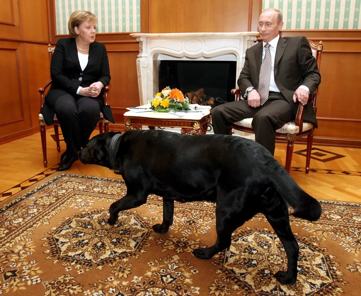 Była kanclerz Niemiec Angela Merkel skomentowała epizod podczas spotkania z prezydentem Rosji Władimirem Putinem w 2007 r., kiedy pies rasy labrador chodził między politykami podczas ich rozmowy. Merkel boi się psów, więc zdarzenie uznano za próbę jej zastraszenia.