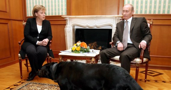 Była kanclerz Niemiec Angela Merkel skomentowała epizod podczas spotkania z prezydentem Rosji Władimirem Putinem w 2007 r., kiedy pies rasy labrador chodził między politykami podczas ich rozmowy. Merkel boi się psów, więc zdarzenie uznano za próbę jej zastraszenia.