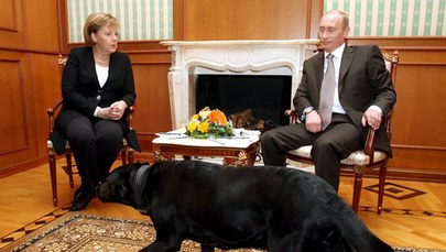 Putin straszył Merkel psem? Była kanclerz komentuje