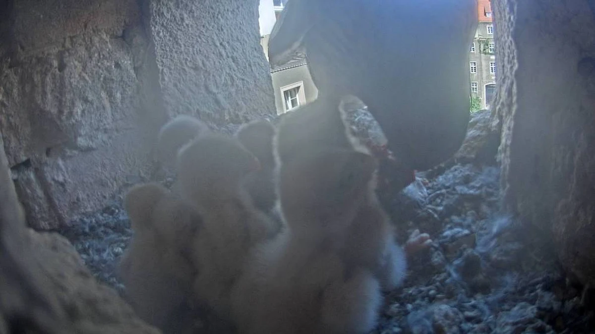 Sześć sokołów wykluło się w tym roku w gnieździe, które znajduje się we wnęce Urzędu Miasta Szczecina. Ptasia rodzina spędzi tam najbliższe tygodnie. W tym czasie, dzięki specjalnym kamerom skierowanym na gniazdo, każdy będzie mógł śledzić losy szczecińskich sokołów.