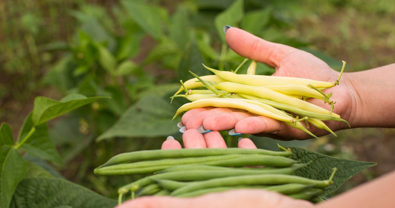 Zapomnij o bułce tartej i maśle. Fasolka w tym wydaniu jest obłędnie pyszna