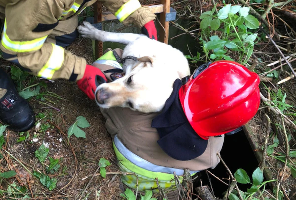 Kilka dni spędził w nieużywanej studni pies spod Bornego Sulinowa w Zachodniopomorskiem. Zaginione zwierzę udało się odnaleźć, bo mieszkańcy usłyszeli jego wycie. Na ratunek czworonogowi ruszyli strażacy.