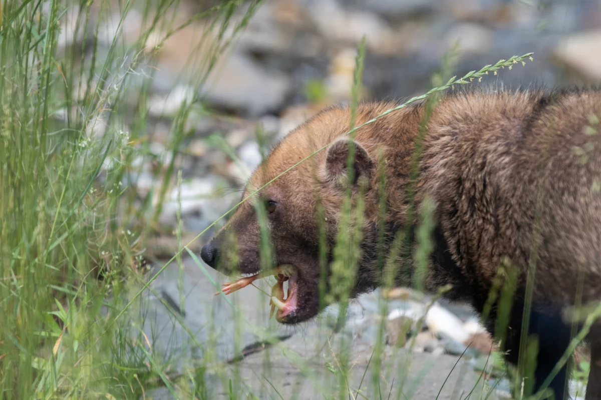 Para pakożerów, czyli psów leśnych rodem z Ameryki Południowej, zamieszkała w łódzkim Ogrodzie Zoologicznym. To jedyni w Polsce przedstawiciele tego gatunku z rodziny psowatych, który w naturze zamieszkuje lasy w kolicach zbiorników wodnych. Pakożery są świetnymi pływakami.