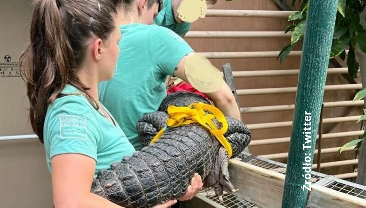 Francuscy celnicy zatrzymali na granicy z Hiszpanią dwóch obywateli Niemiec, w których samochodzie odkryto cztery żywe aligatory - poinformował dziennik "Le Parisien".