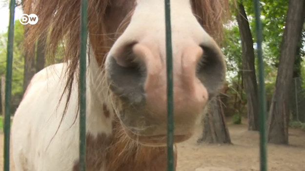 Odeskie ZOO daje schronienie zwierzętom z terenów objętych działaniami wojennymi. Dwa lwy zostały uratowane z ogrodu zoologicznego w ostrzeliwanym Charkowie. Przyjmowane są też zwierzęta domowe od ludzi, którzy uciekają przed wojną.