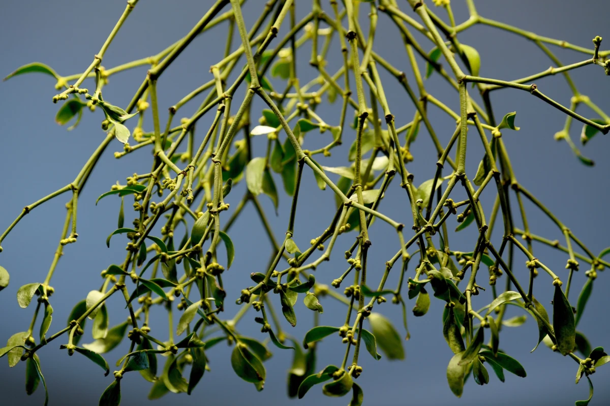 Jemioła pospolita, półpasożyt żyjący na drzewach, wyraźnie zwiększyła swój areał występowania na Podkarpaciu. "Staje się problemem nie tylko dla jedlin, ale także dla sosnowych drzewostanów" - powiedział rzecznik Lasów Państwowych w Krośnie Edward Marszałek.
