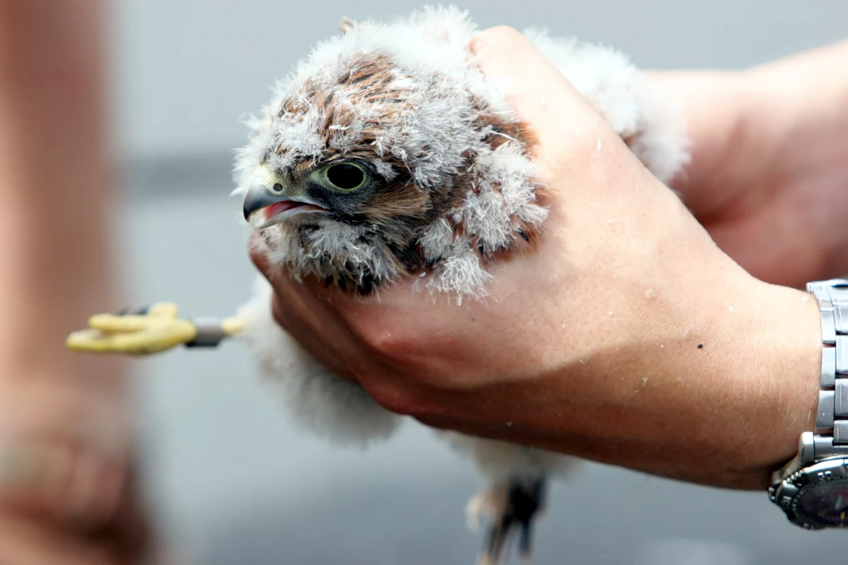 Dwa pisklęta pustułki wypadły z gniazda znajdującego się wysoko na drzewie rosnącym w dolinie Popradu blisko drogi prowadzącej z Barcic do Woli Kroguleckiej. Wsi w Beskidzie Sądeckim zawdzięczającej swą nazwę krogulcom będącym bliskimi krewnymi pustułek i jak one zaliczanymi do sokołów. Na ratunek ptasim maleństwom pospieszyli strażacy.