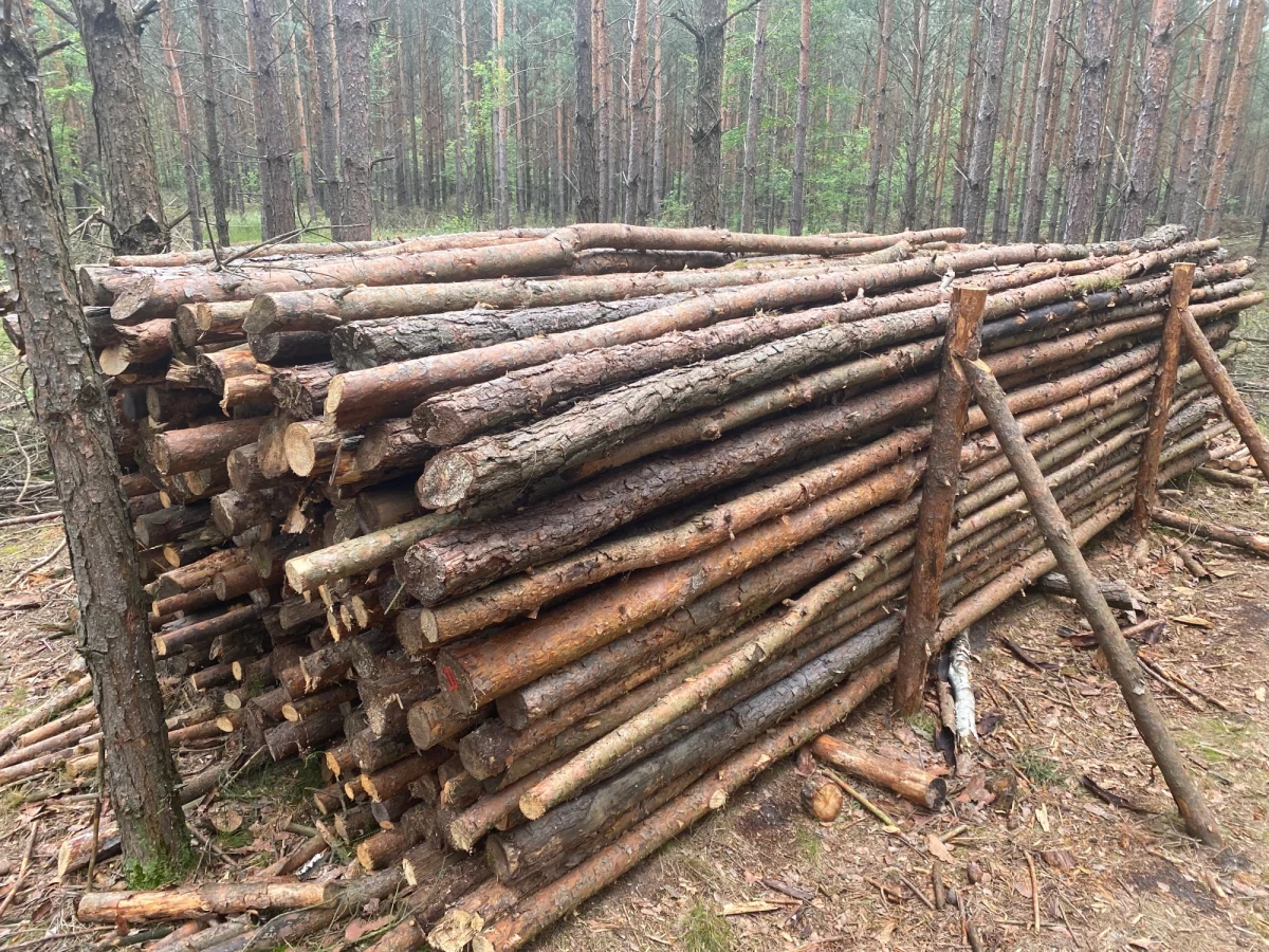 O kilkaset procent wzrosło zainteresowanie zakupem "chrustu" w Lasach Państwowych. To relatywnie tani surowiec do ogrzewania domów. Teraz w wielu miejscach jest niedostępny "od ręki". 